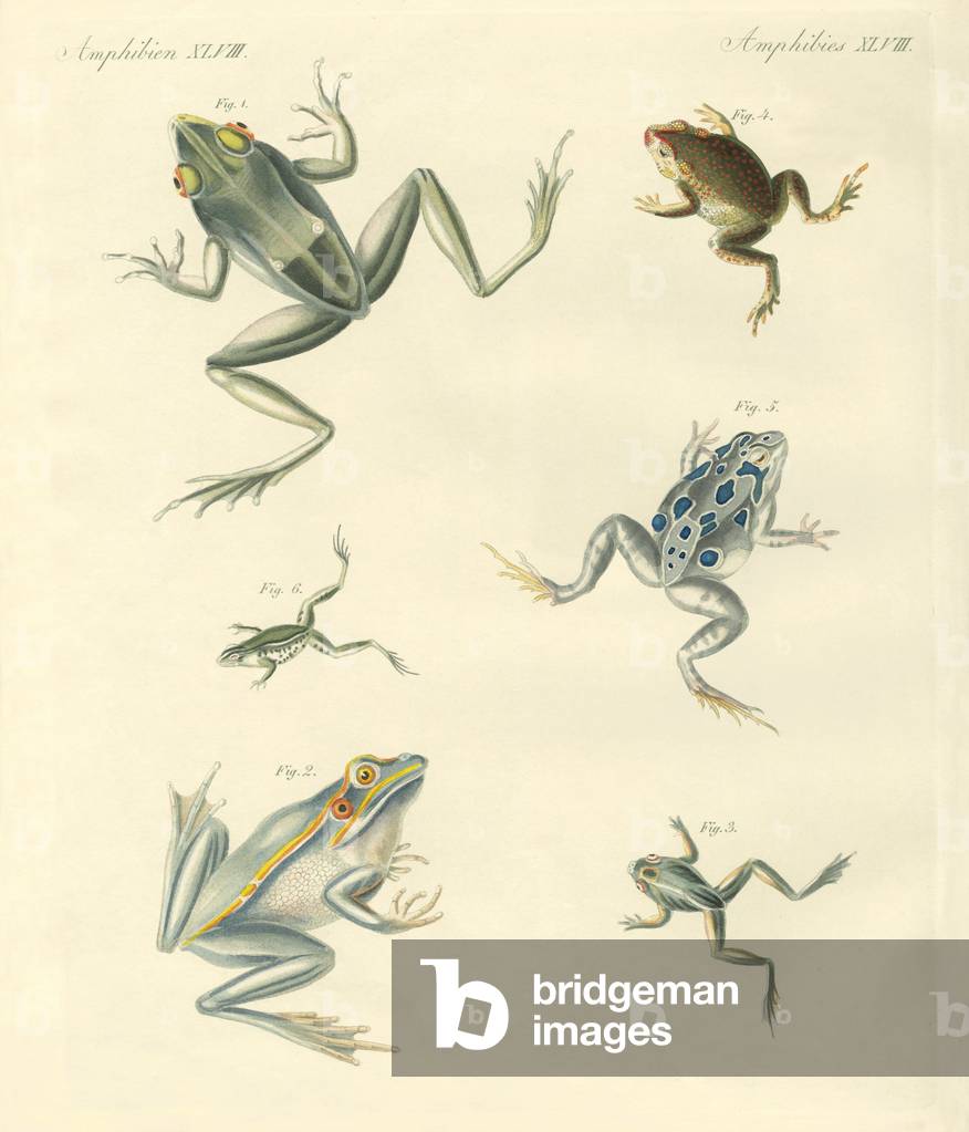 New-discovered frogs and toads (coloured engraving)