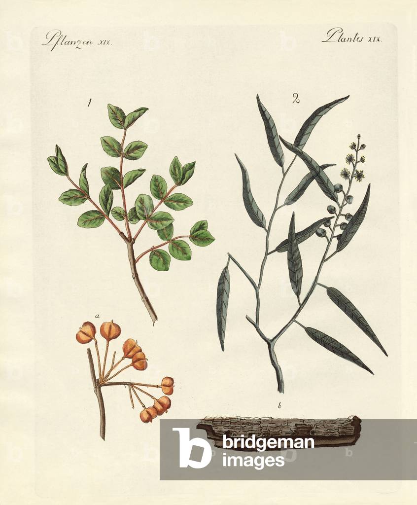 Medicinal plants (coloured engraving)