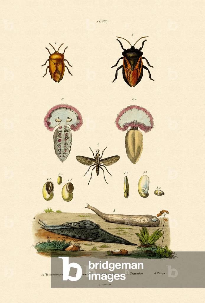 Stink Bugs, 1833-39 (coloured engraving)