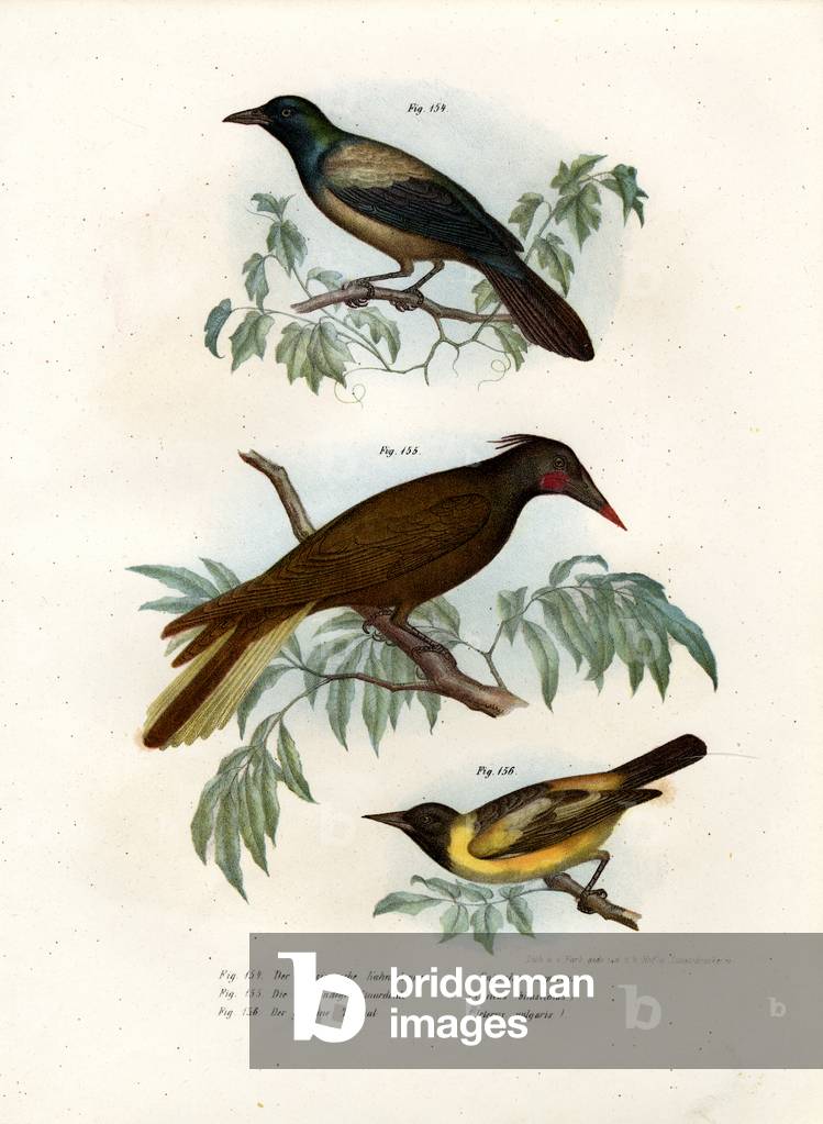 Purple Grakle, 1864 (colour litho)