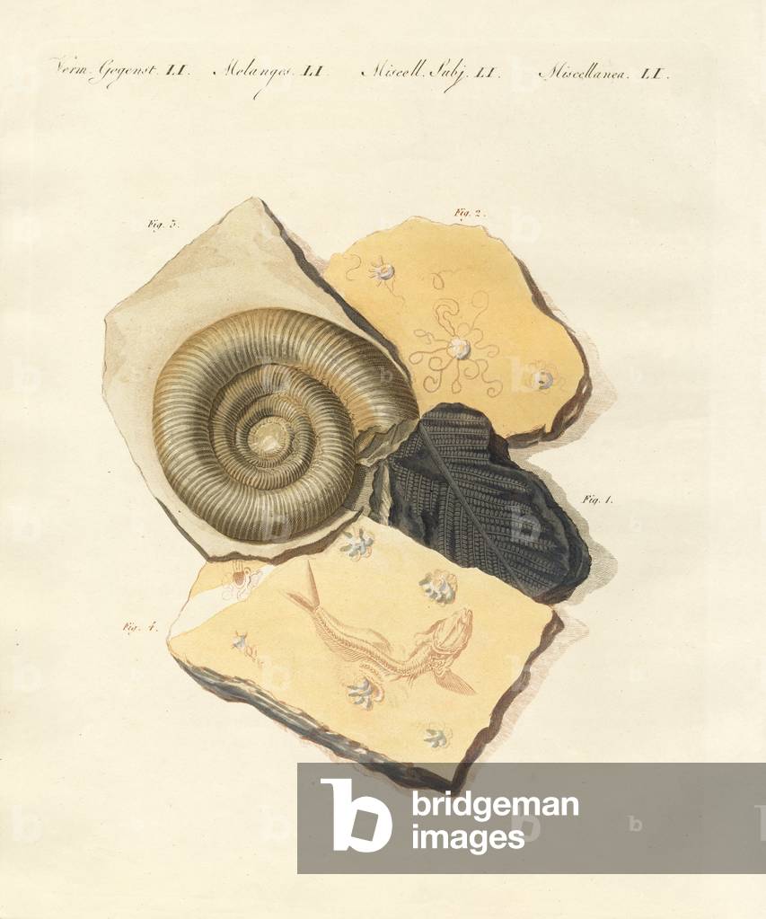 Strange fossilizations (coloured engraving)