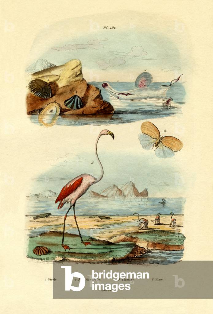 Shells, 1833-39 (coloured engraving)