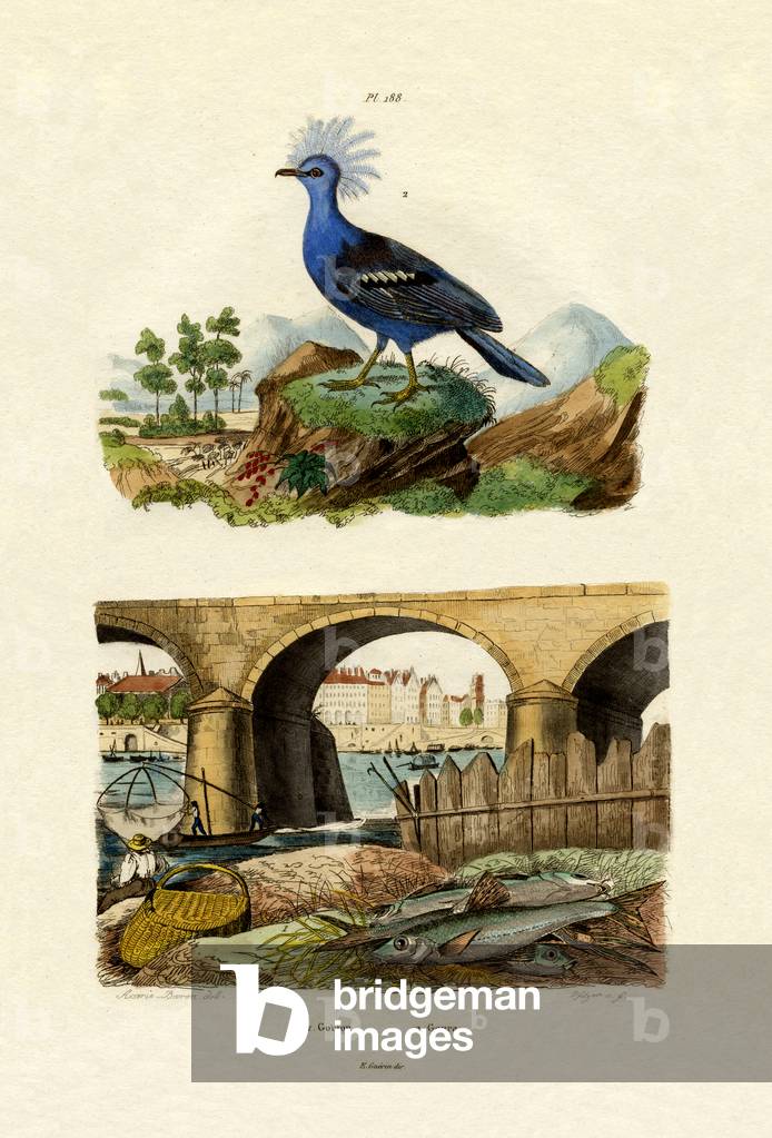 Gudgeon, 1833-39 (coloured engraving)