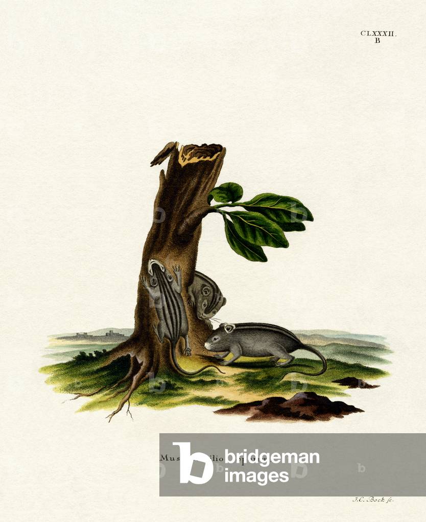 Four-striped Grass Mouse (coloured engraving)