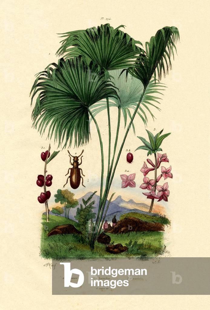 Red Latan Palm, 1833-39 (coloured engraving)