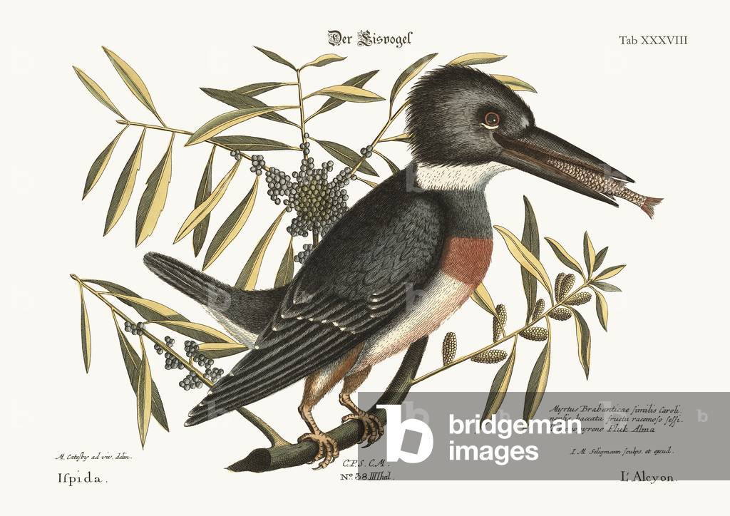 The Kingfisher, 1749-73 (coloured engraving)