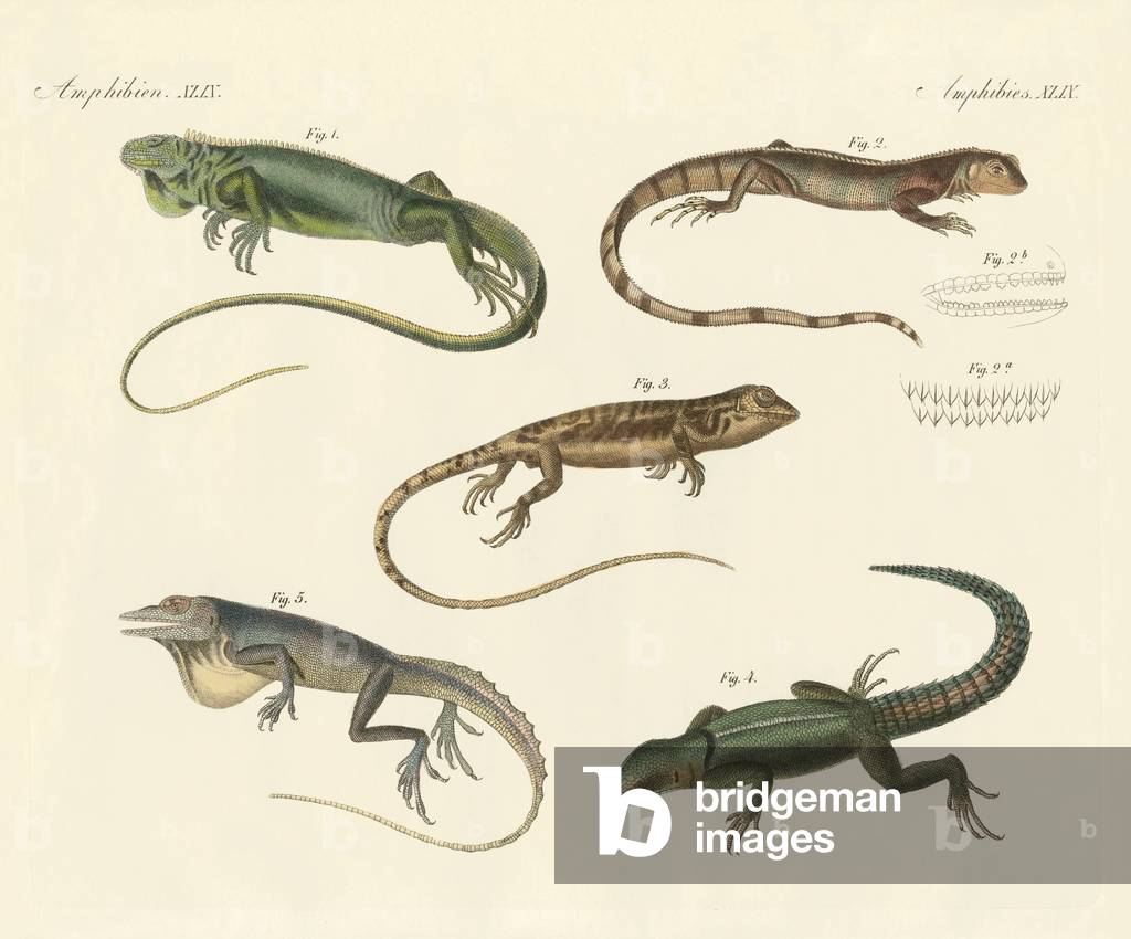 Strange lizards (coloured engraving)
