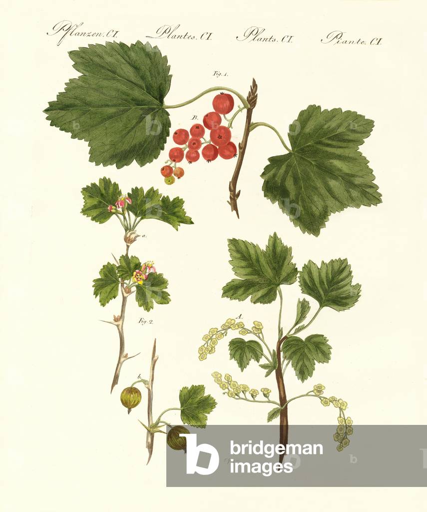 German kind of fruits (coloured engraving)