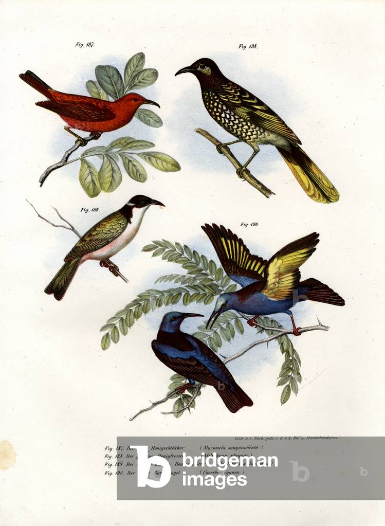 Scarlet Myzomela, 1864 (colour litho)