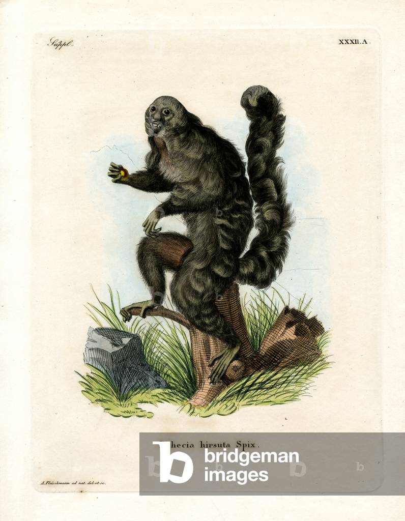 Monk Saki (coloured engraving)