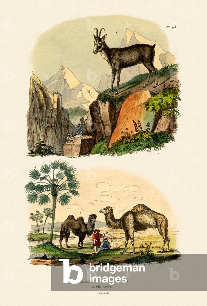 Dromedary, 1833-39 (coloured engraving)