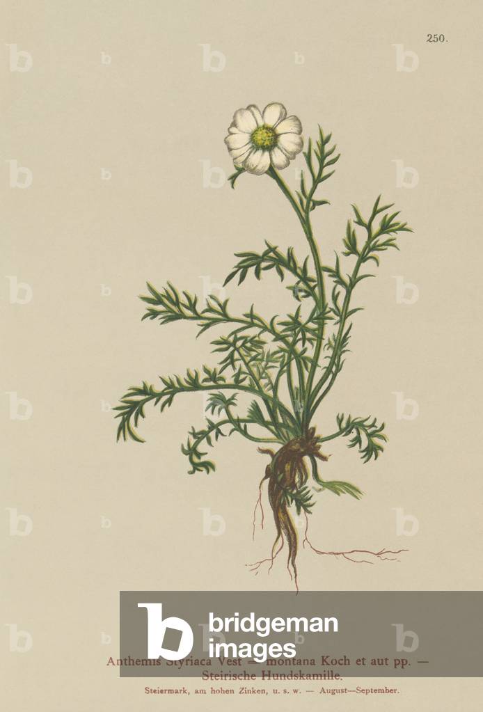 Dog-fennel (Anthemis Styriaca, Anthemis montana) (colour litho)