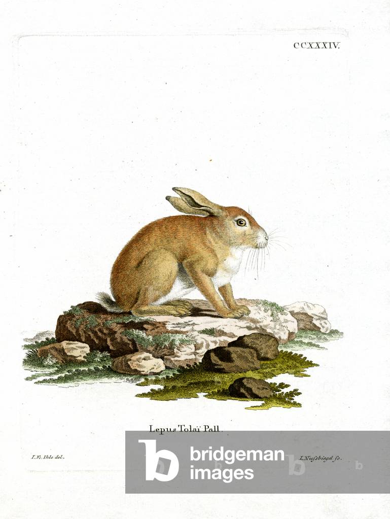 Tolai Hare (coloured engraving)