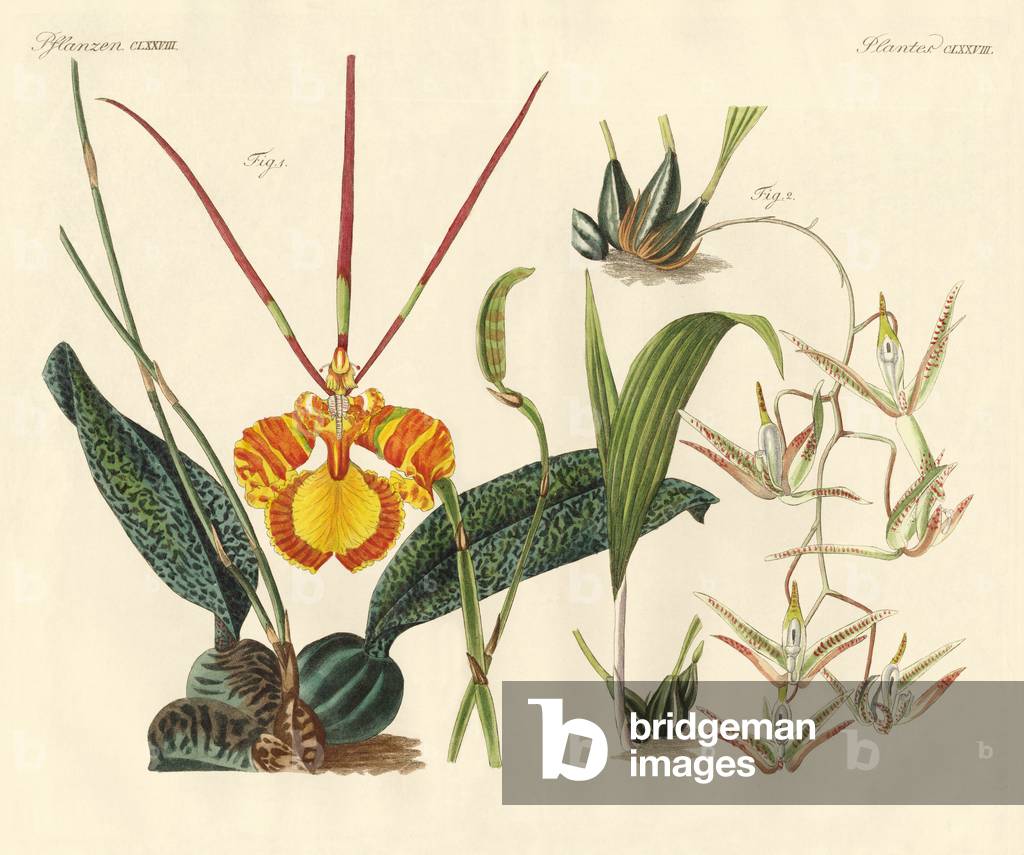 Strange plants (coloured engraving)