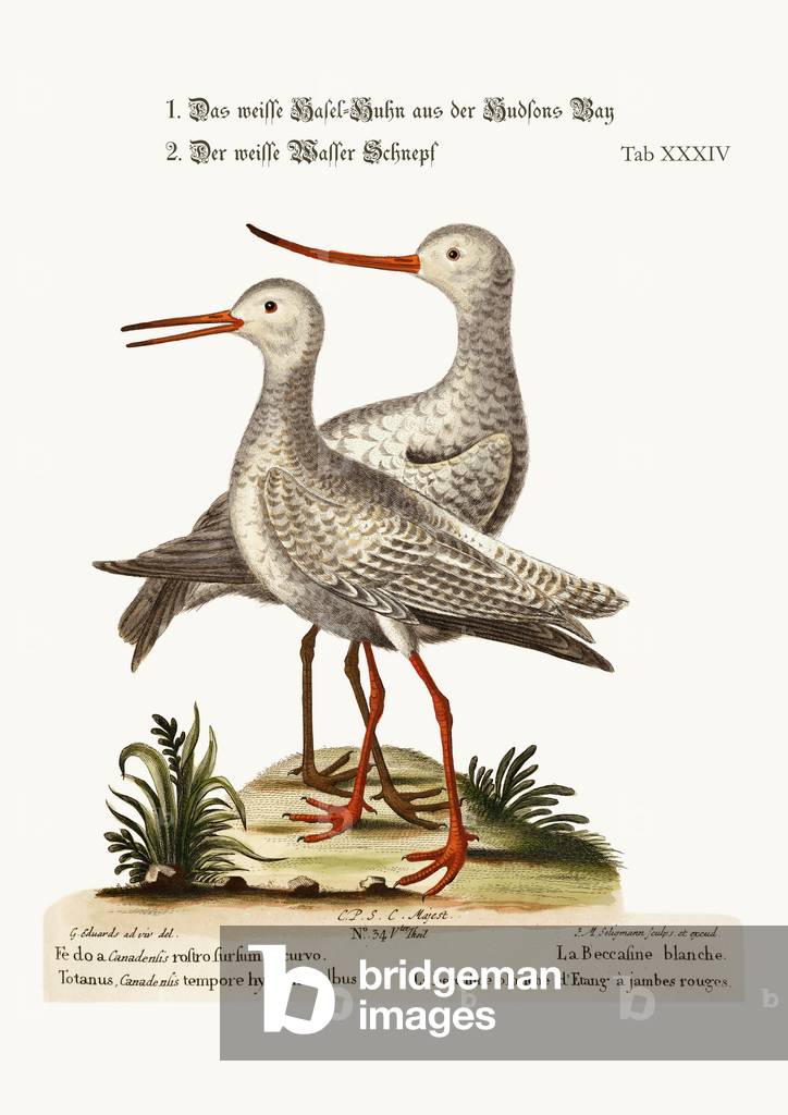 The White Godwit from Hudson's Bay. The White Red-Shank or Pool-Snipe, 1749-73 (coloured engraving)