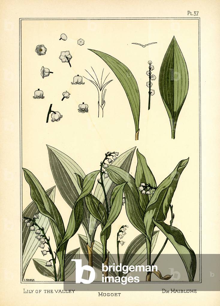 The Lily of the Valley (colour litho)