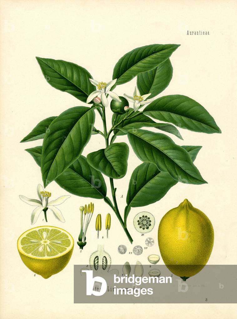 Lemon (colour litho)