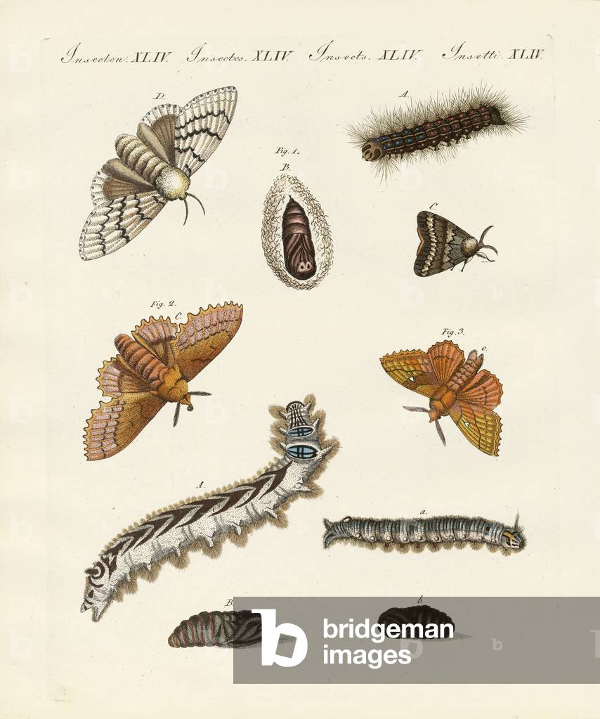 German moths (coloured engraving)