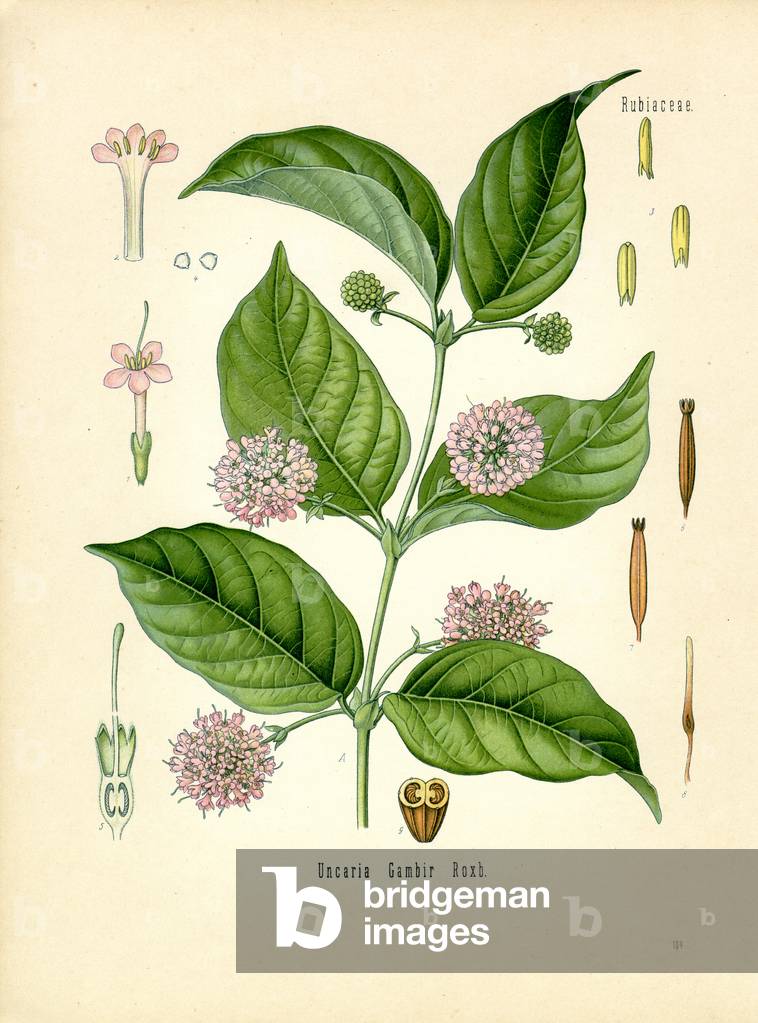 Gambir (colour litho)