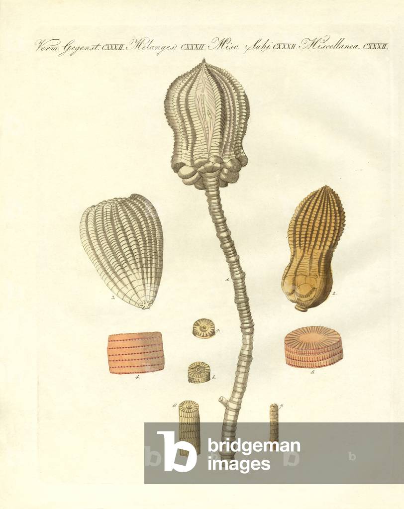 Strange fossilizations (coloured engraving)