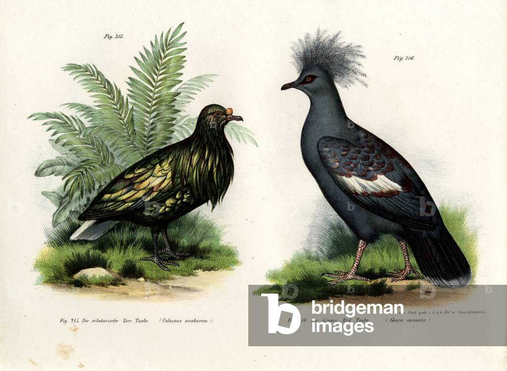 Nicobar Pigeon, 1864 (colour litho)