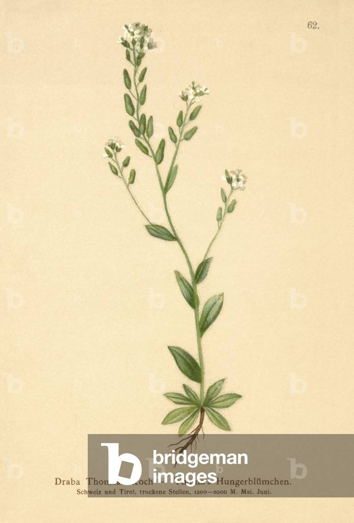 Hoary Whitlow-grass (Draba Thomasii) (colour litho)