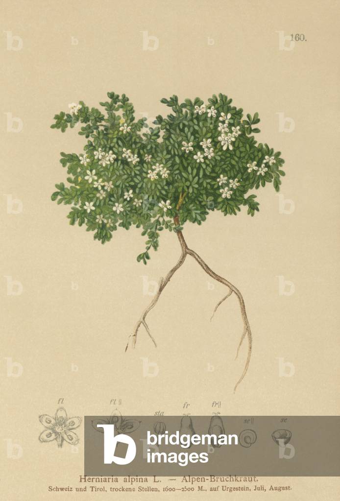 Rupturewort (Herniaria alpina, Herniaria ciliolata) (colour litho)