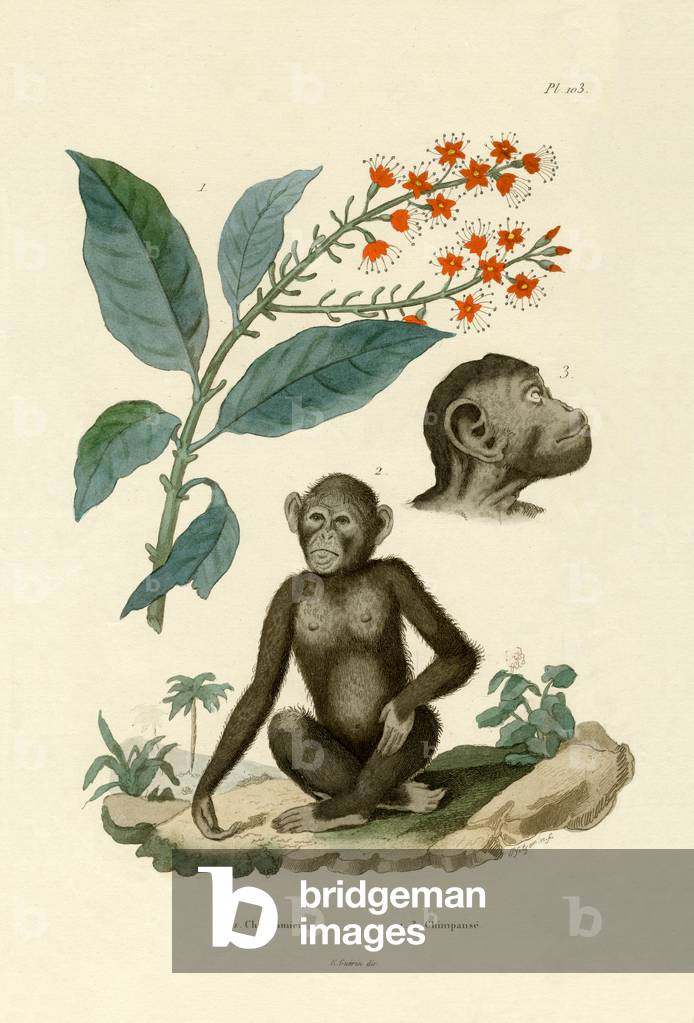 Red Bushwillow, 1833-39 (coloured engraving)