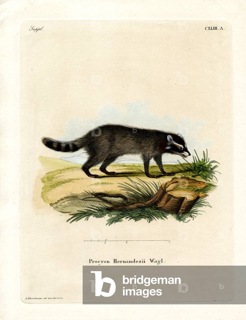 Black-footed raccoon (coloured engraving)