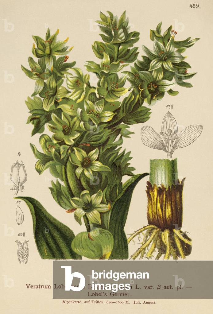 False Helleborine (Veratrum album, Veratrum Lobelianum) (colour litho)