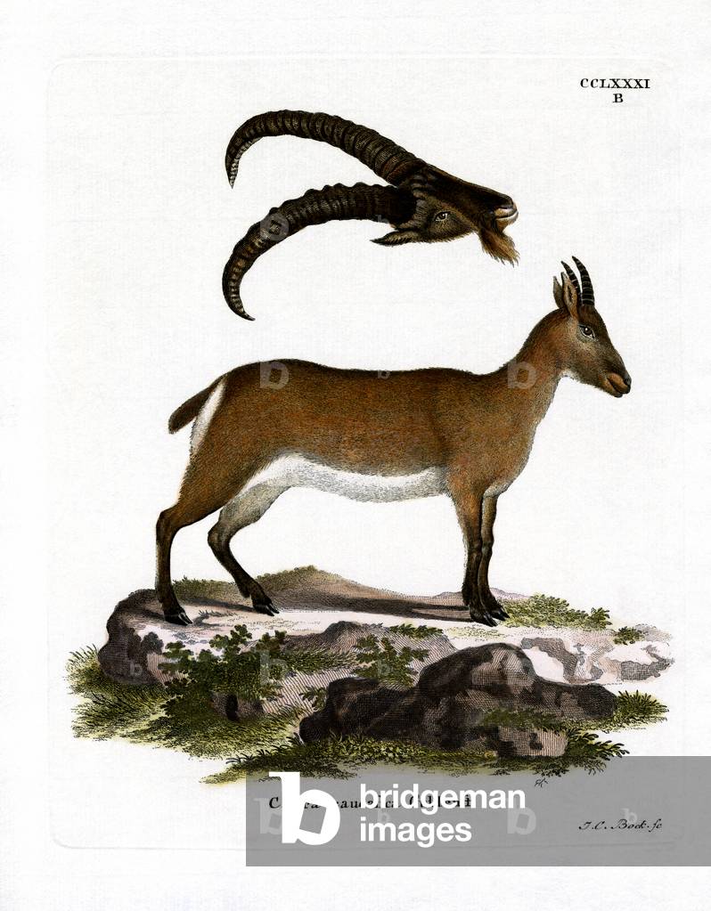 West Caucasian Tur (coloured engraving)