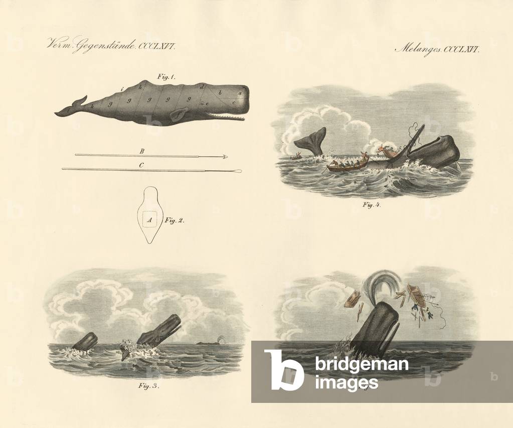 About the way of living and the capture of the large-headed trumpet whale or cachalot (coloured engraving)