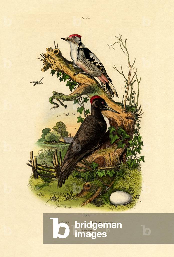 Greater Spotted Woodpecker, 1833-39 (coloured engraving)