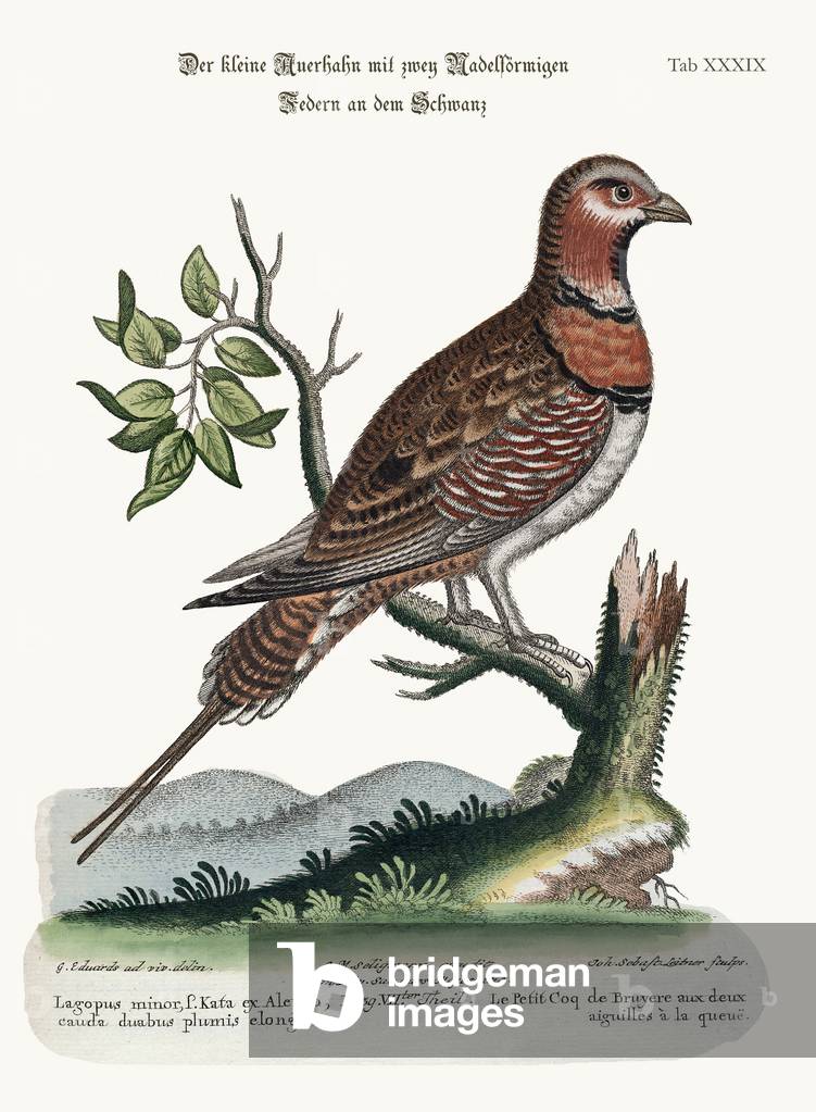 The little Pin-tailed Grous, 1749-73 (coloured engraving)