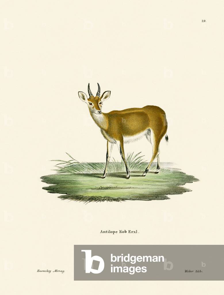 Kob (coloured engraving)