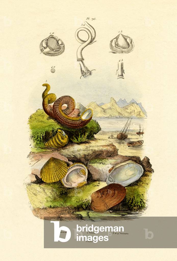 Shells, 1833-39 (coloured engraving)