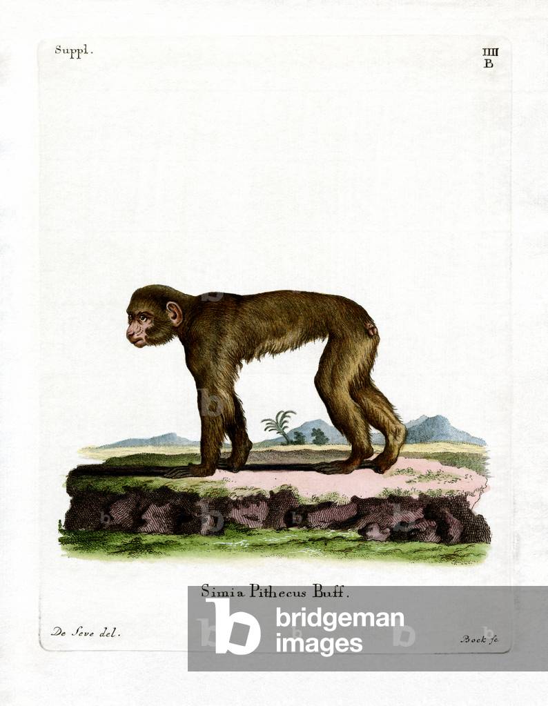 Common Macaque (coloured engraving)