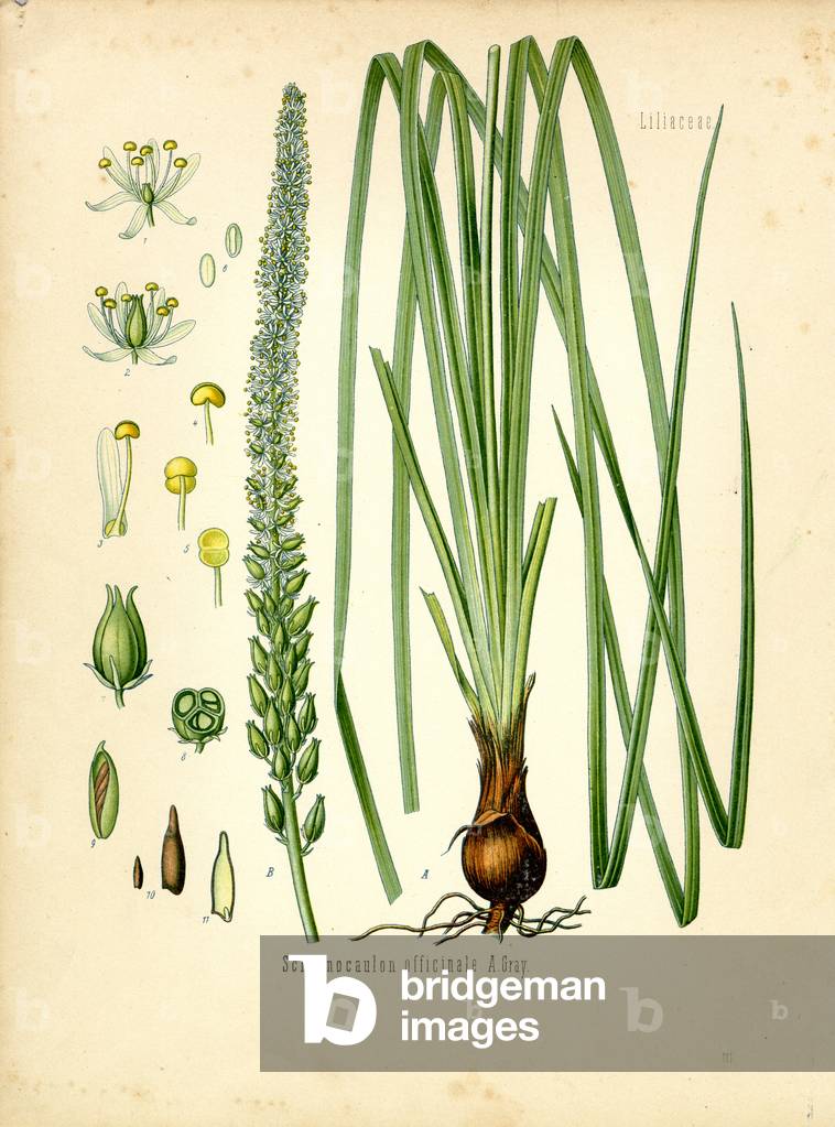 Sabadilla (colour litho)