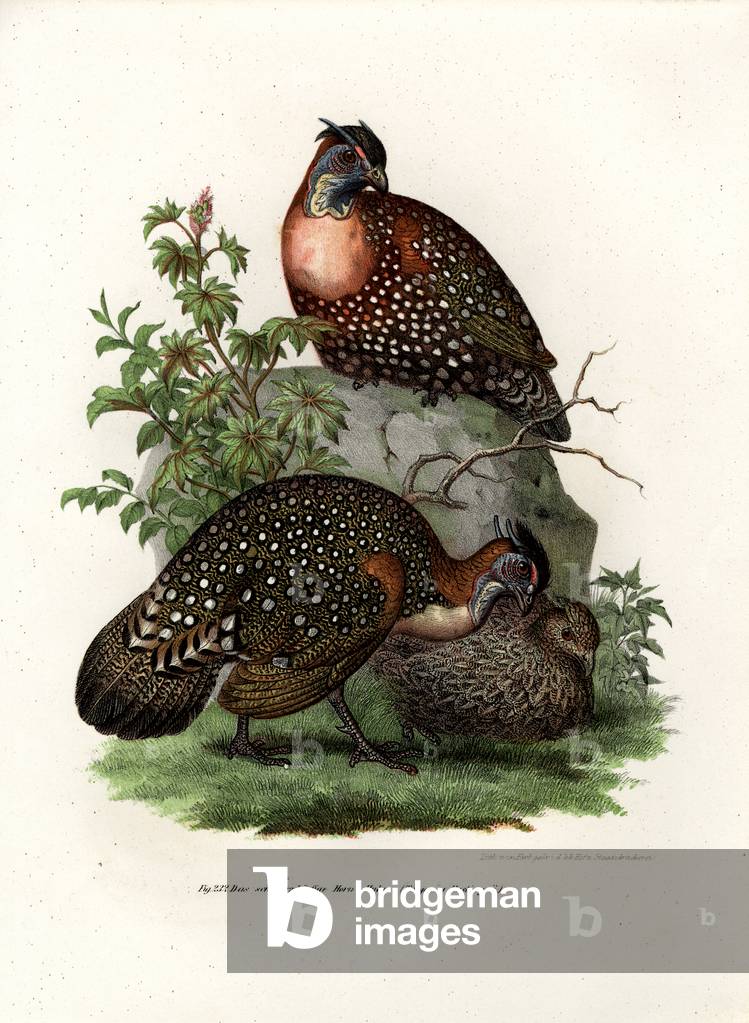 Western Tragopan, 1864 (colour litho)