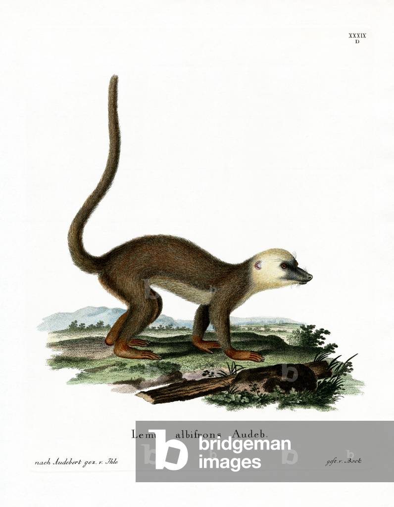 White-headed Lemur (coloured engraving)