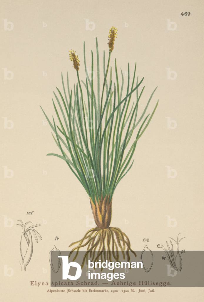 Bellardi's bog sedge (Kobresia myosuroides, Elyna myosuroides, Kobresia bellardii, Elyna bellardii, Elyna scirpina, Elyna spicata) (colour litho)