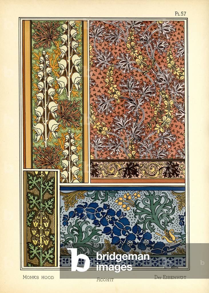 The Aconite (colour litho)