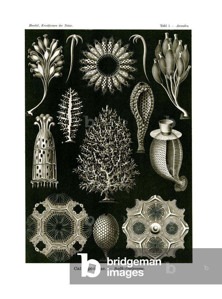 Calcispongiae, 1899-1904 (colour litho)