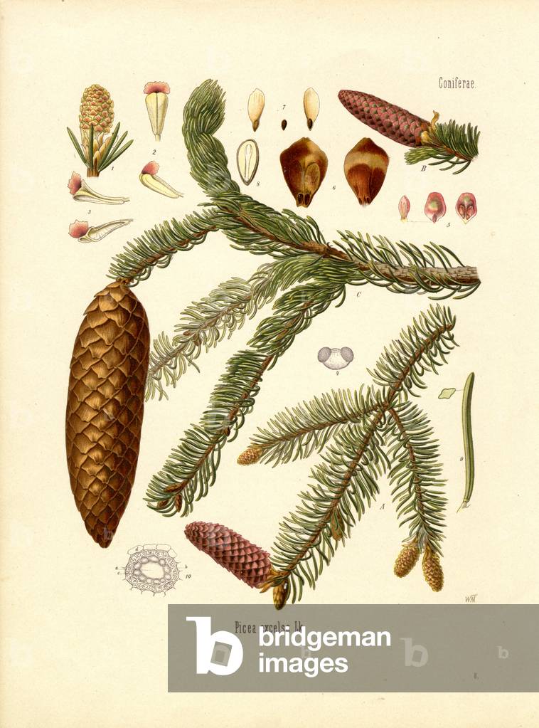Spruce Fir (colour litho)