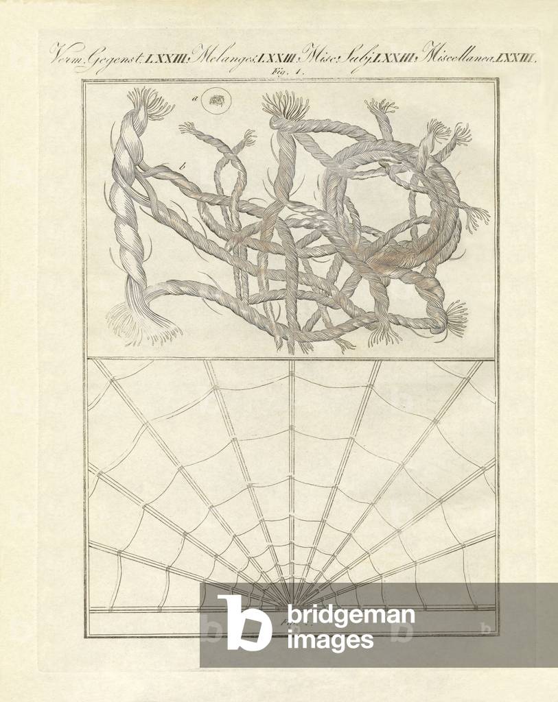 Microscopic objects (coloured engraving)