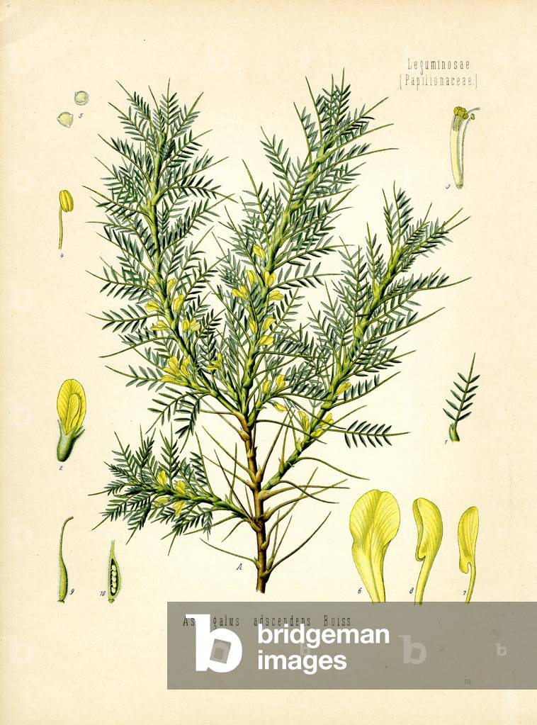 Tragacanth (colour litho)