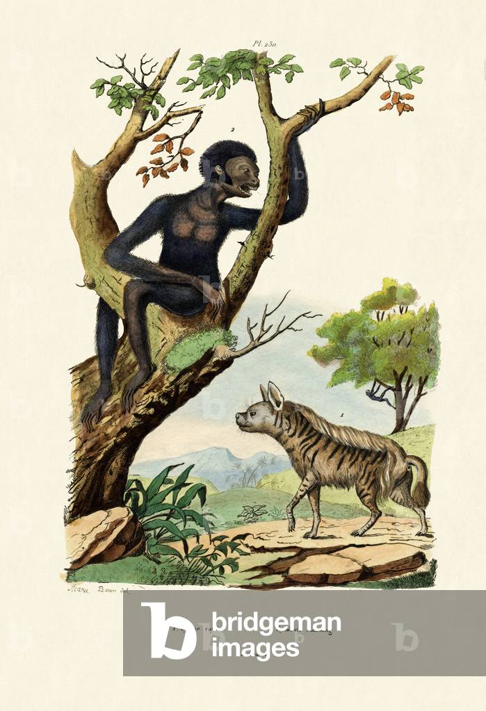 Siamang, 1833-39 (coloured engraving)