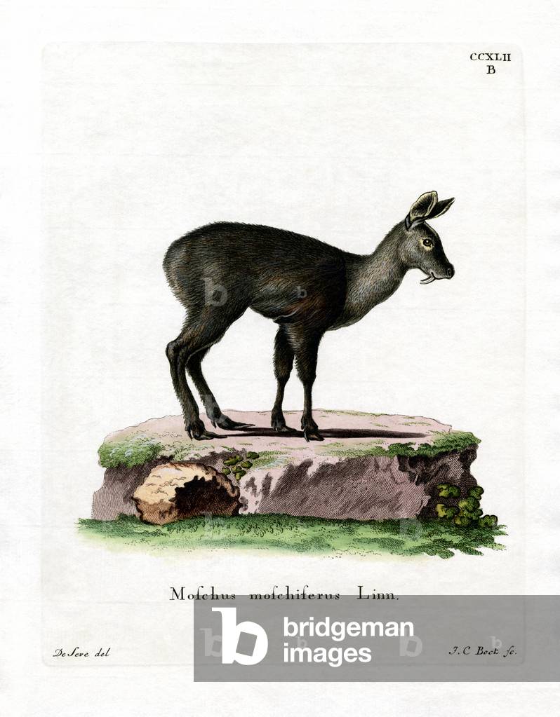 Siberian Musk Deer (coloured engraving)