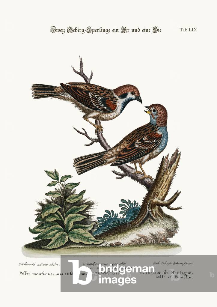 Mountain Sparrows, Cock and Hen, 1749-73 (coloured engraving)