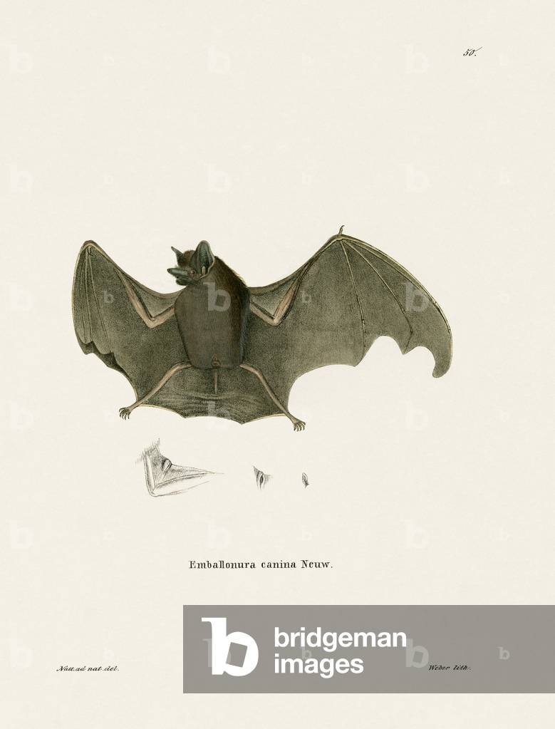 Sac-winged Bat (coloured engraving)